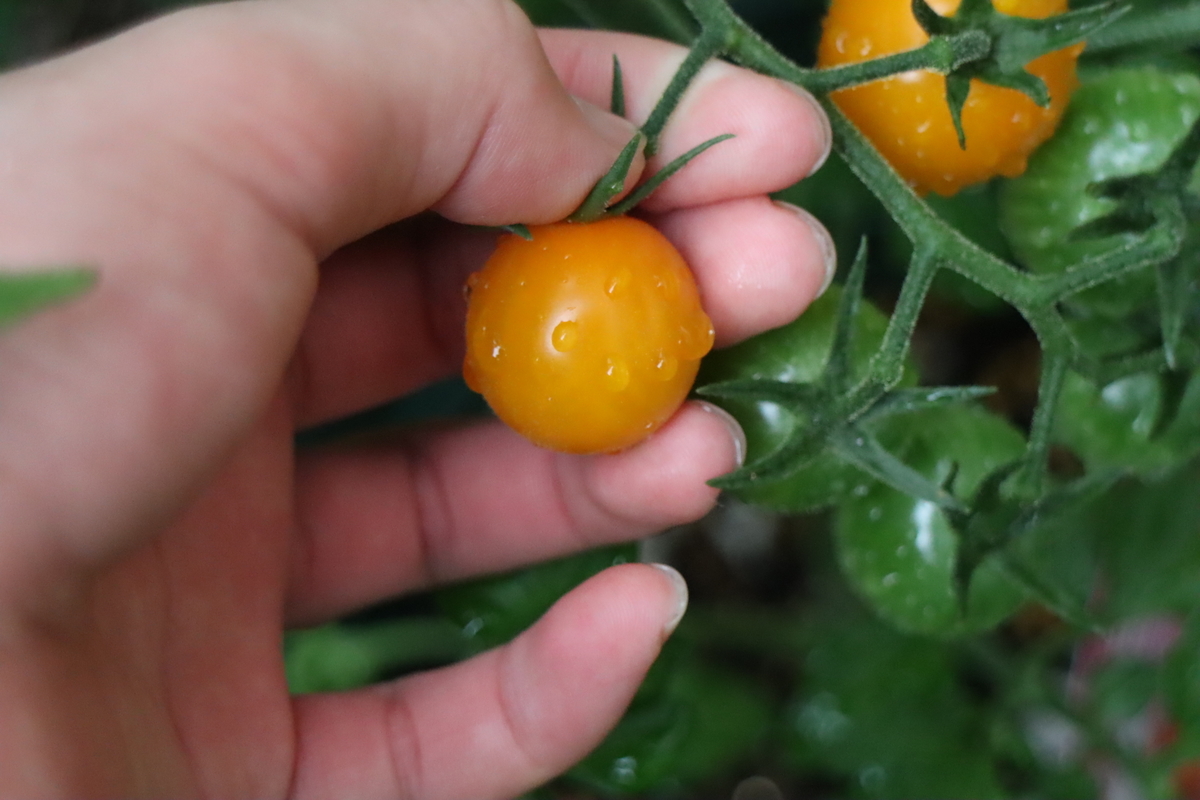f:id:tomato_1:20200620001030j:plain