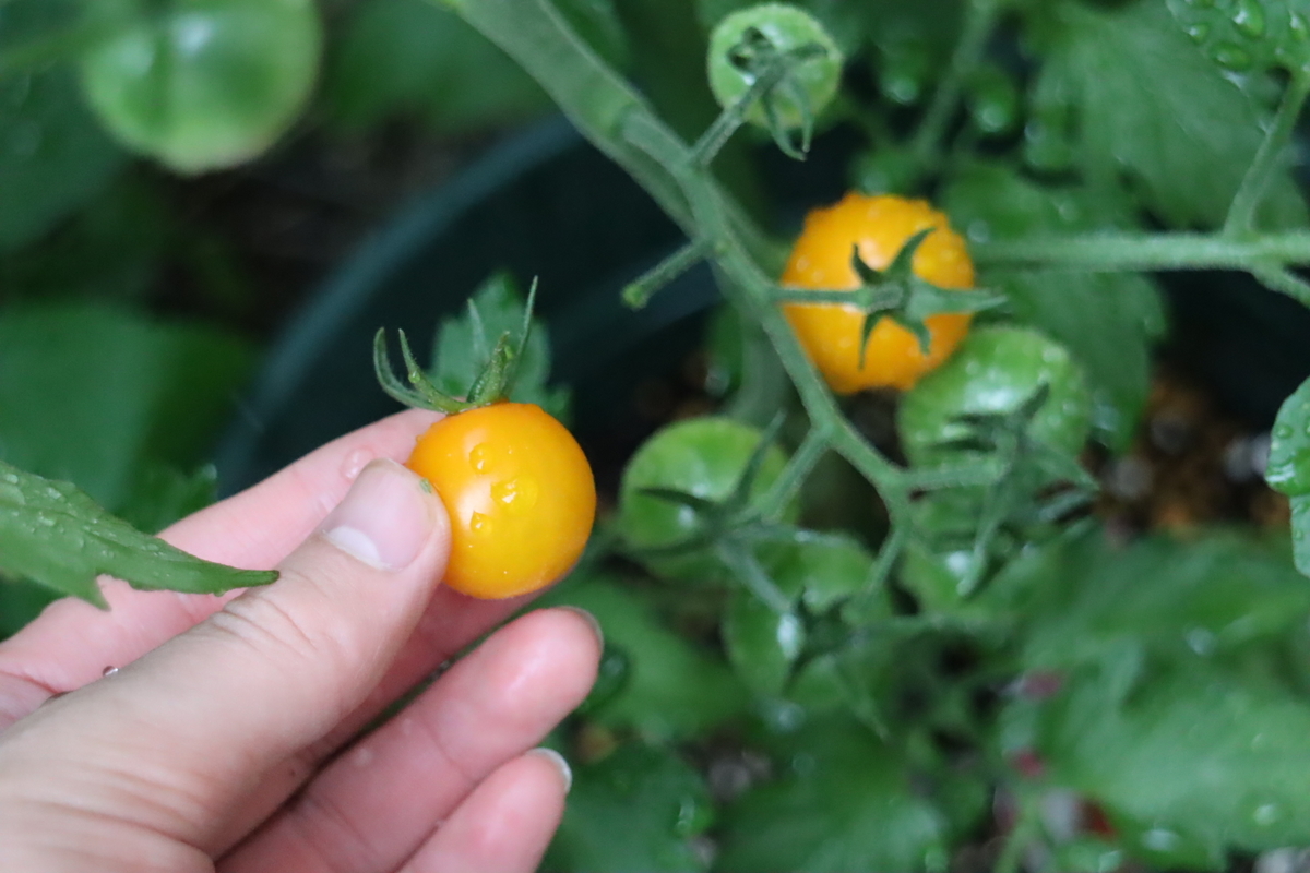 f:id:tomato_1:20200620001126j:plain