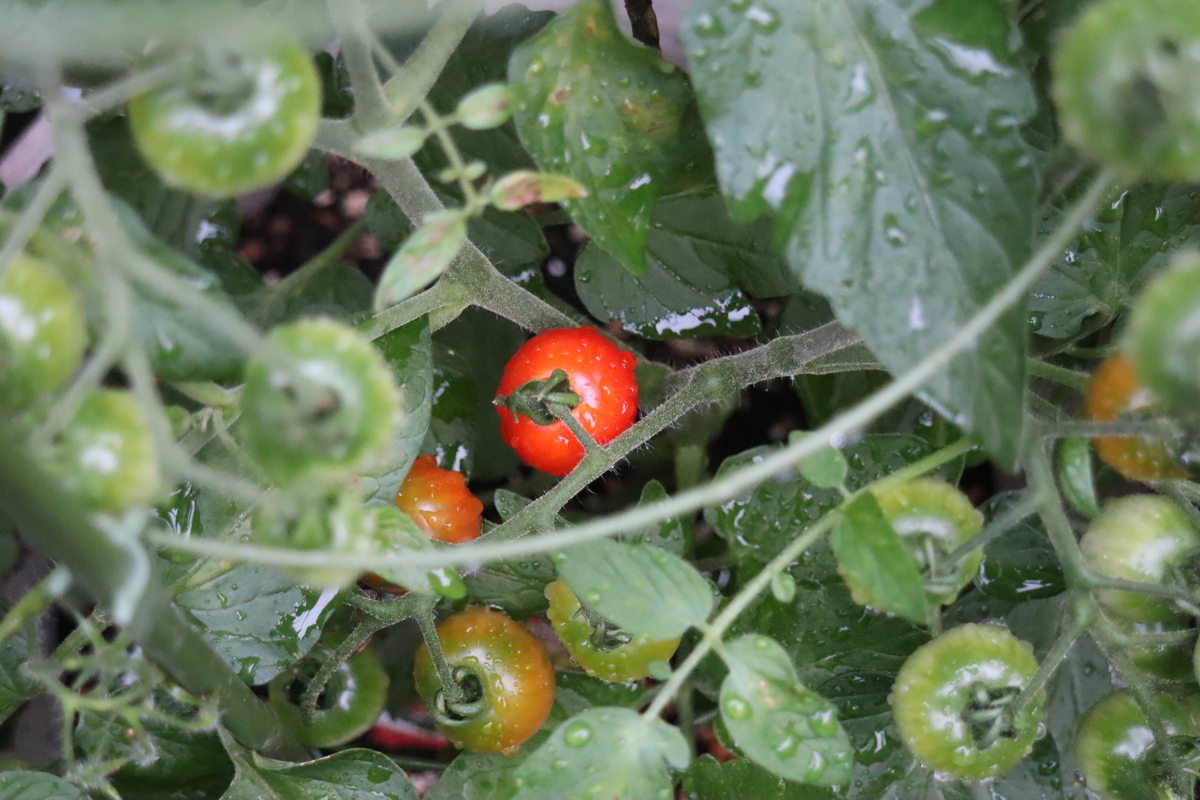 f:id:tomato_1:20200620001156j:plain