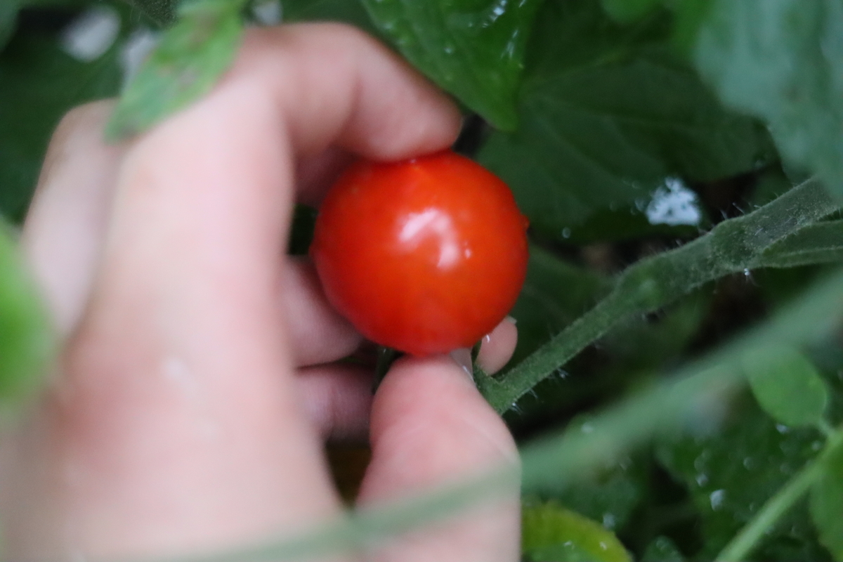 f:id:tomato_1:20200620001713j:plain