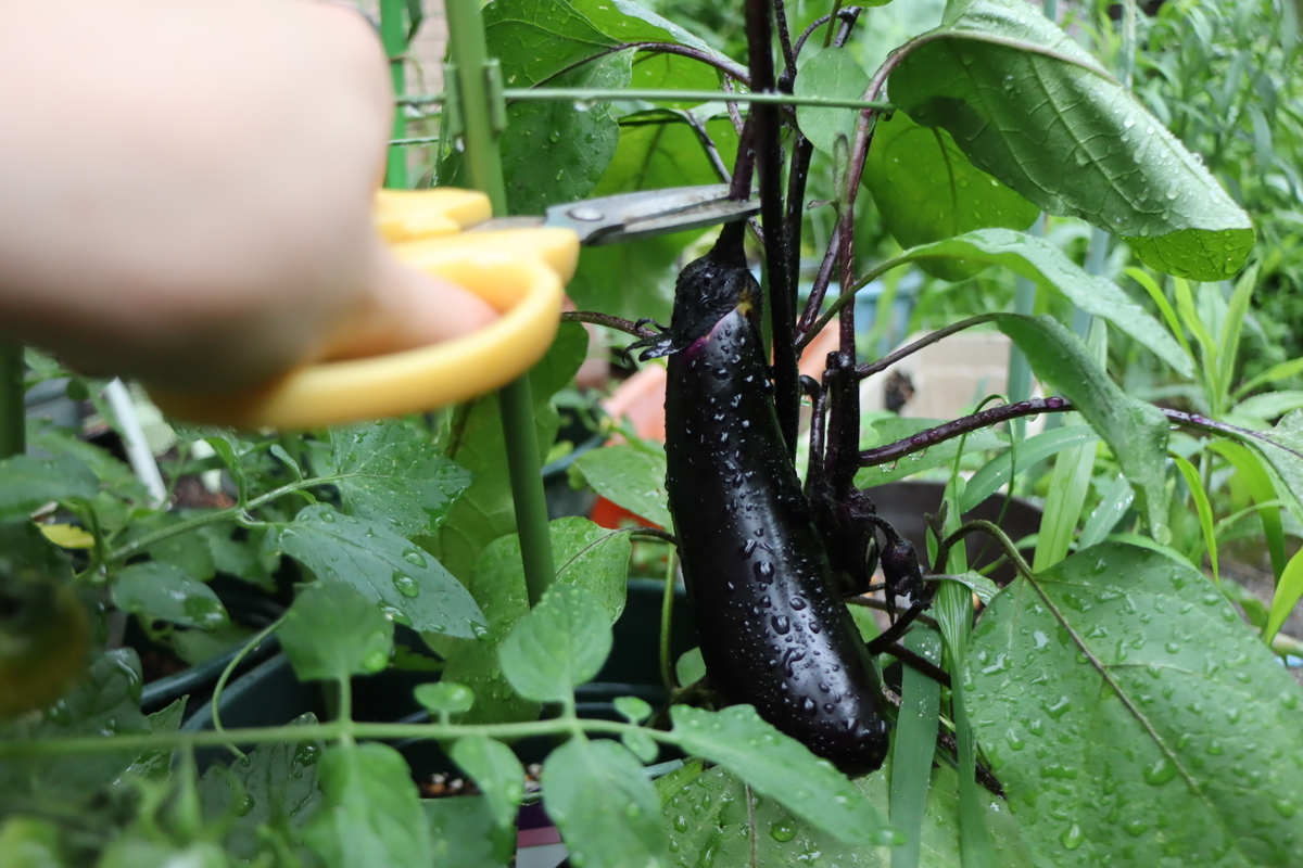 f:id:tomato_1:20200620002217j:plain