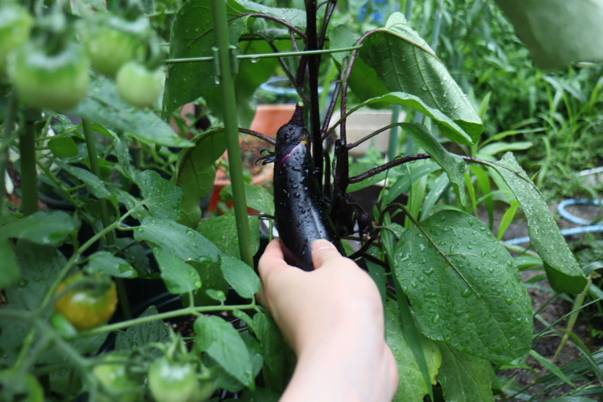 f:id:tomato_1:20200620002303j:plain
