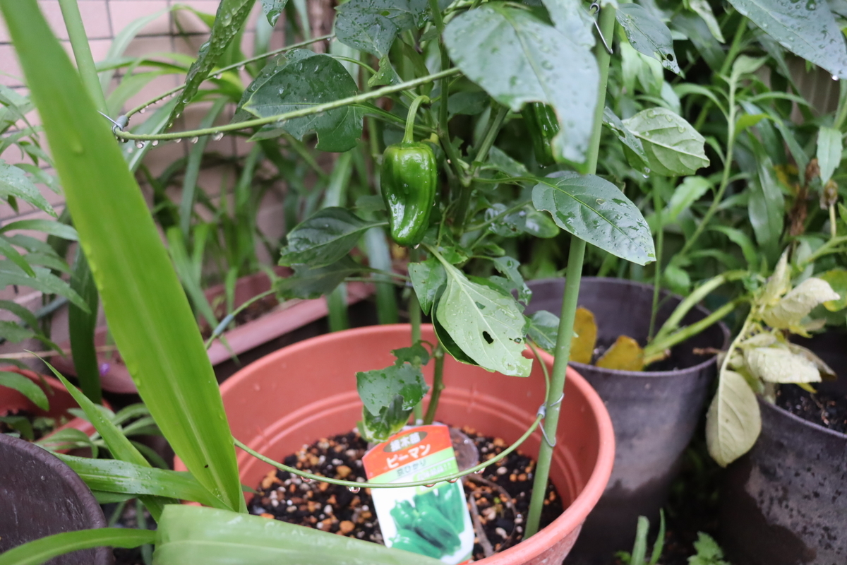 f:id:tomato_1:20200620002930j:plain