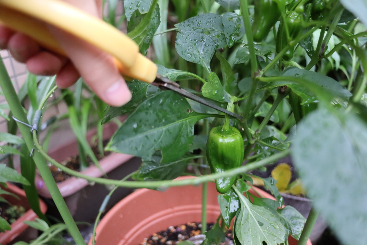 f:id:tomato_1:20200620003044j:plain