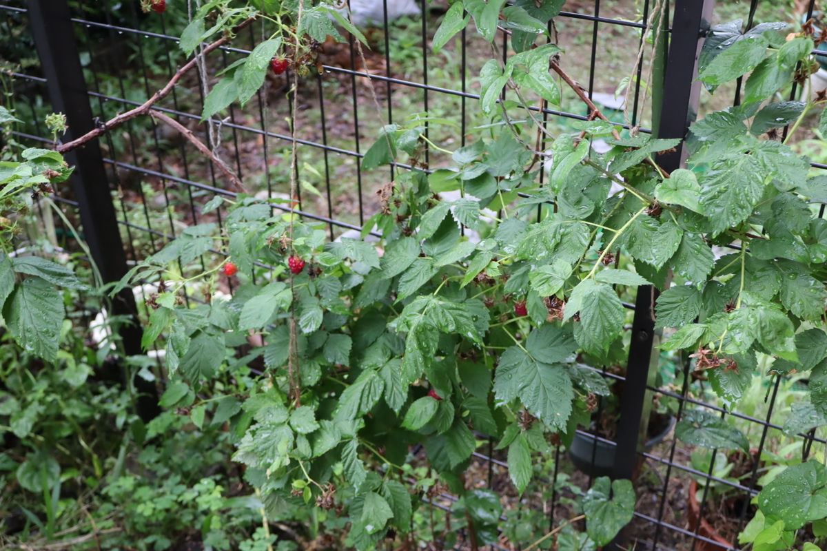 f:id:tomato_1:20200620003530j:plain