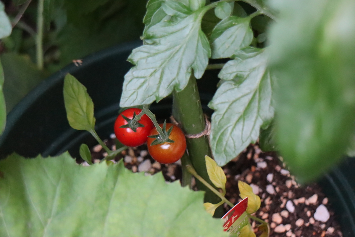 f:id:tomato_1:20200623012814j:plain