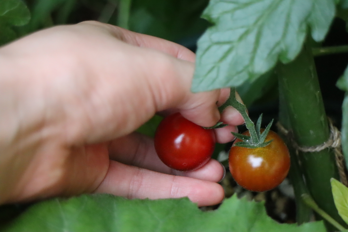 f:id:tomato_1:20200623013306j:plain