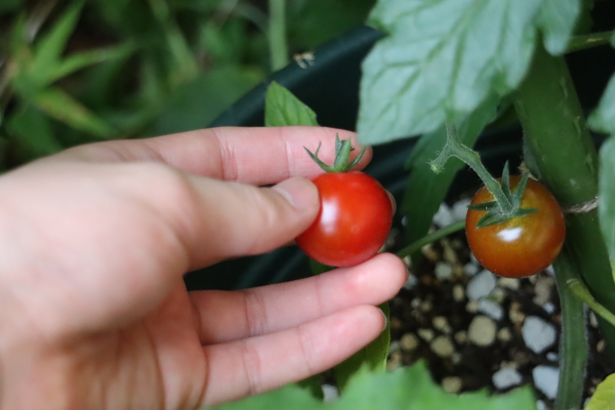 f:id:tomato_1:20200623013359j:plain
