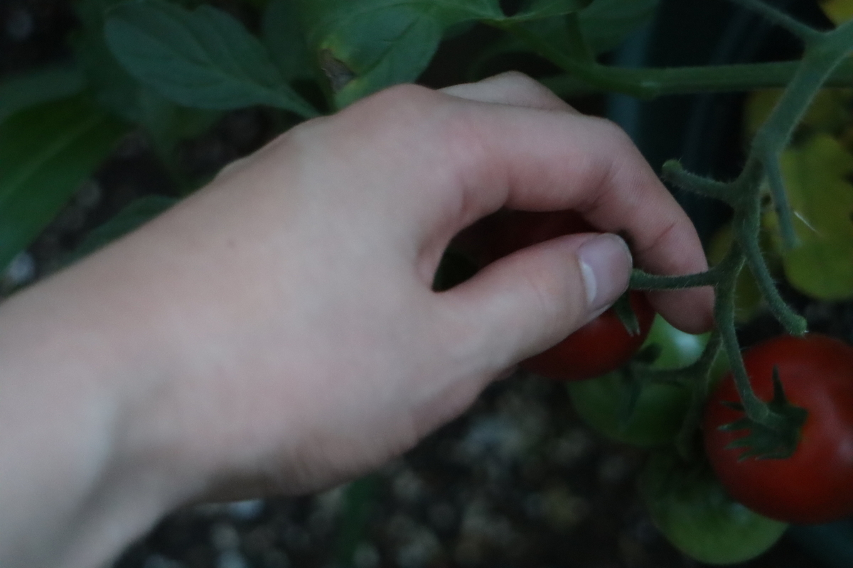 f:id:tomato_1:20200625134236j:plain