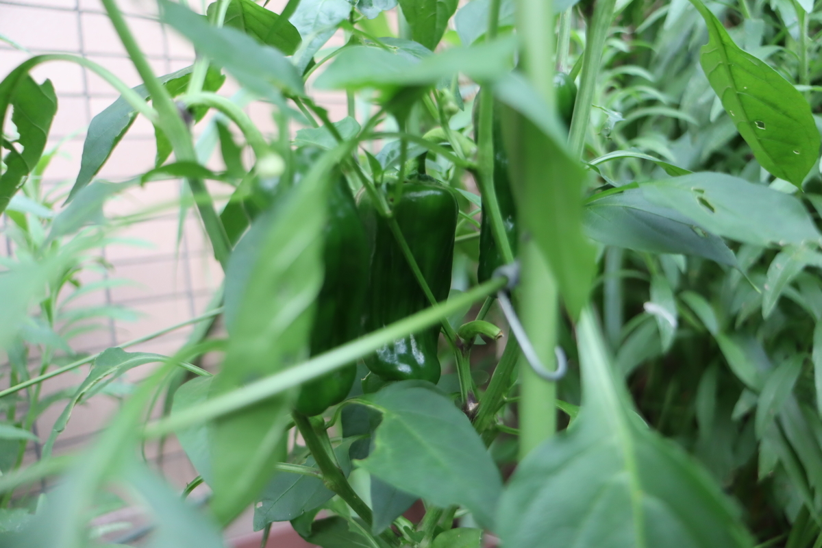 f:id:tomato_1:20200627222436j:plain
