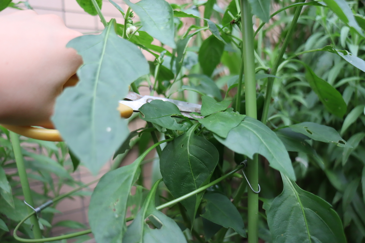 f:id:tomato_1:20200627222704j:plain