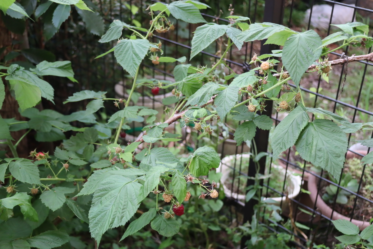 f:id:tomato_1:20200627223826j:plain