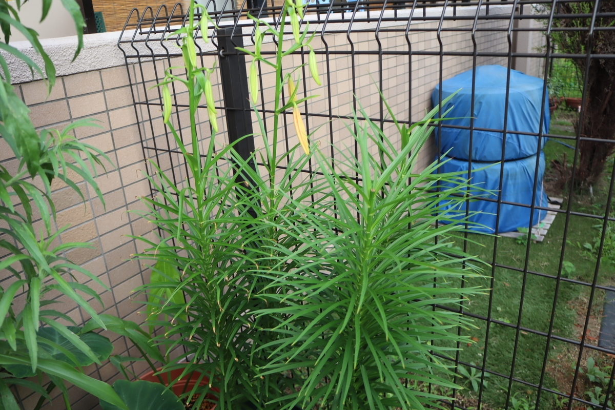 f:id:tomato_1:20200630133512j:plain f:id:tomato_1:20200630133512j:plain