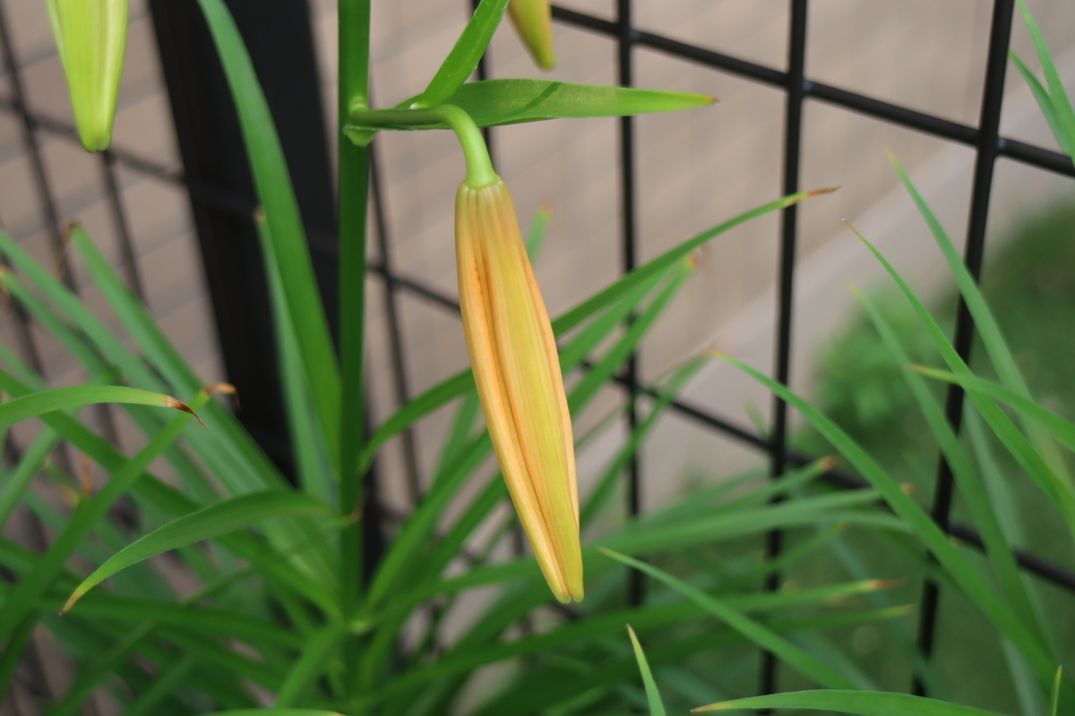 f:id:tomato_1:20200630133603j:plain f:id:tomato_1:20200630133603j:plain