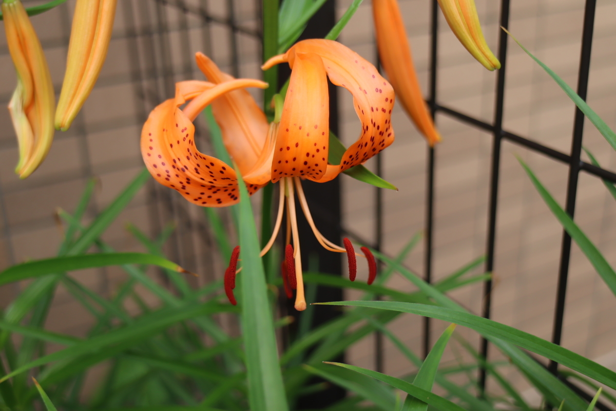 f:id:tomato_1:20200701230239j:plain