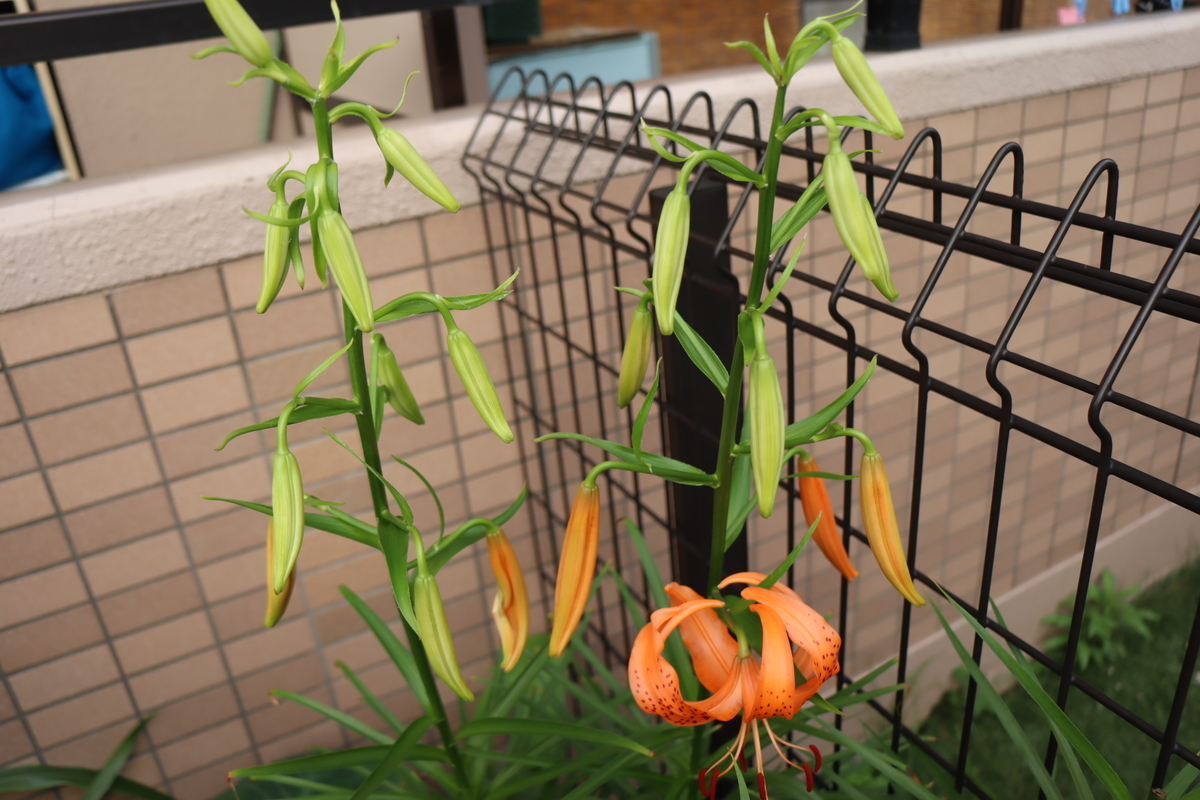 f:id:tomato_1:20200701230252j:plain