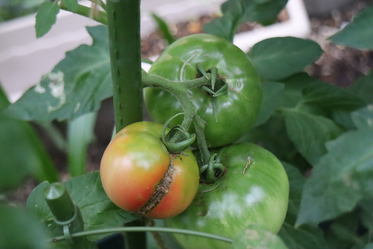 f:id:tomato_1:20200704130217j:plain