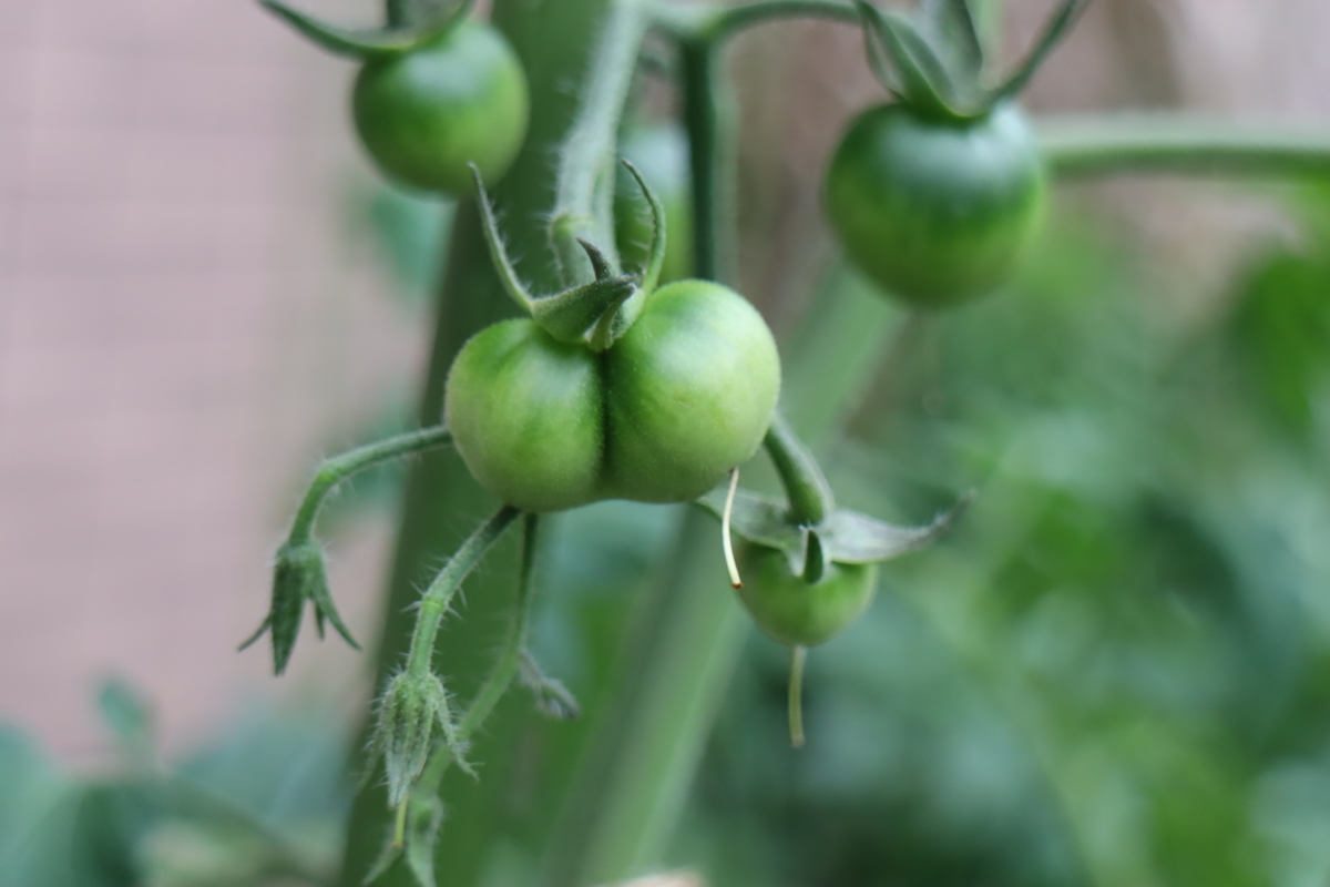 f:id:tomato_1:20200706010445j:plain