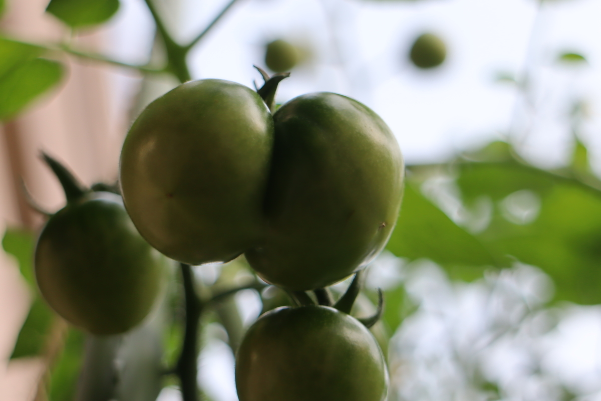 f:id:tomato_1:20200706011210j:plain
