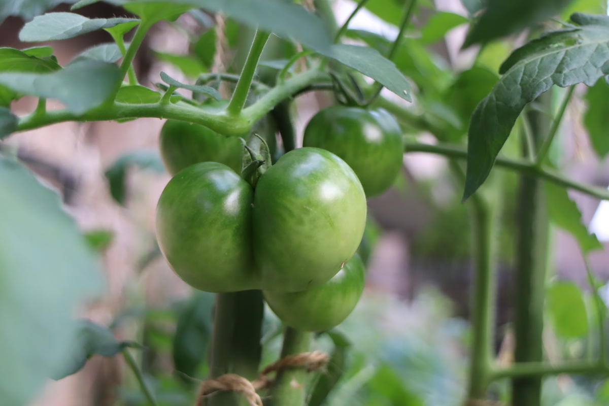 f:id:tomato_1:20200706011424j:plain