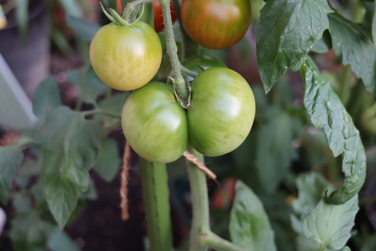 f:id:tomato_1:20200706011712j:plain
