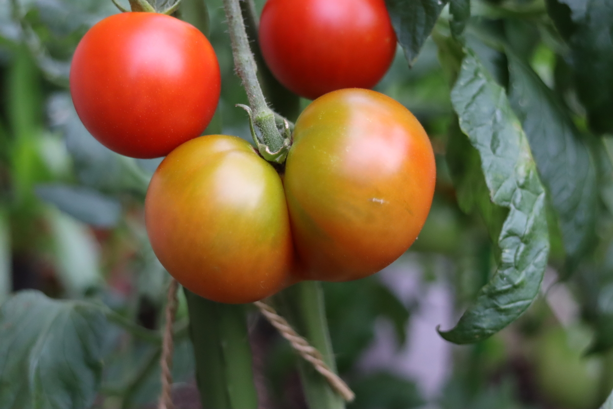 f:id:tomato_1:20200706011829j:plain