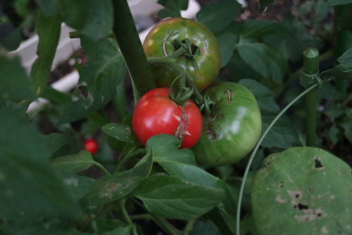 f:id:tomato_1:20200706012128j:plain