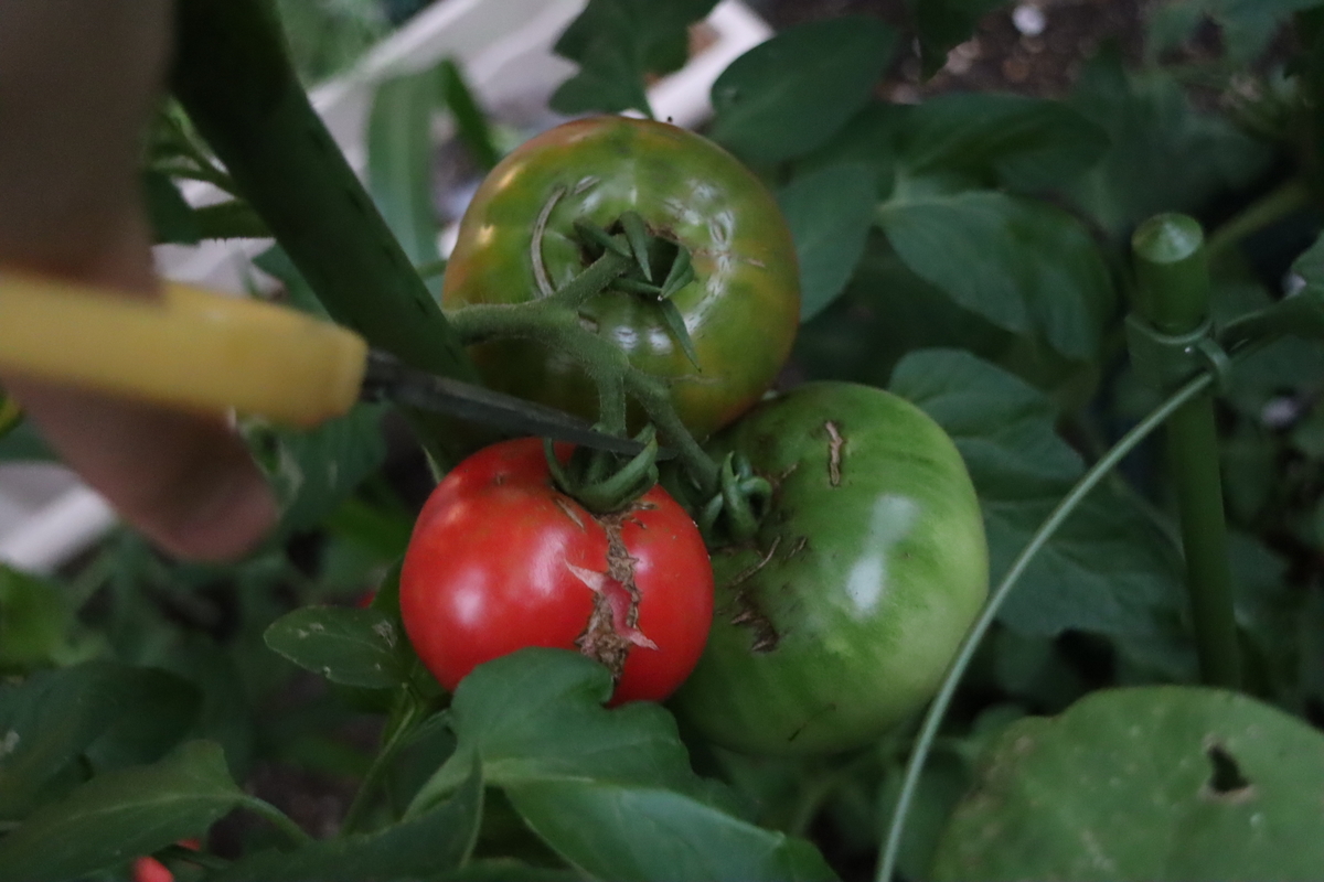 f:id:tomato_1:20200706012348j:plain
