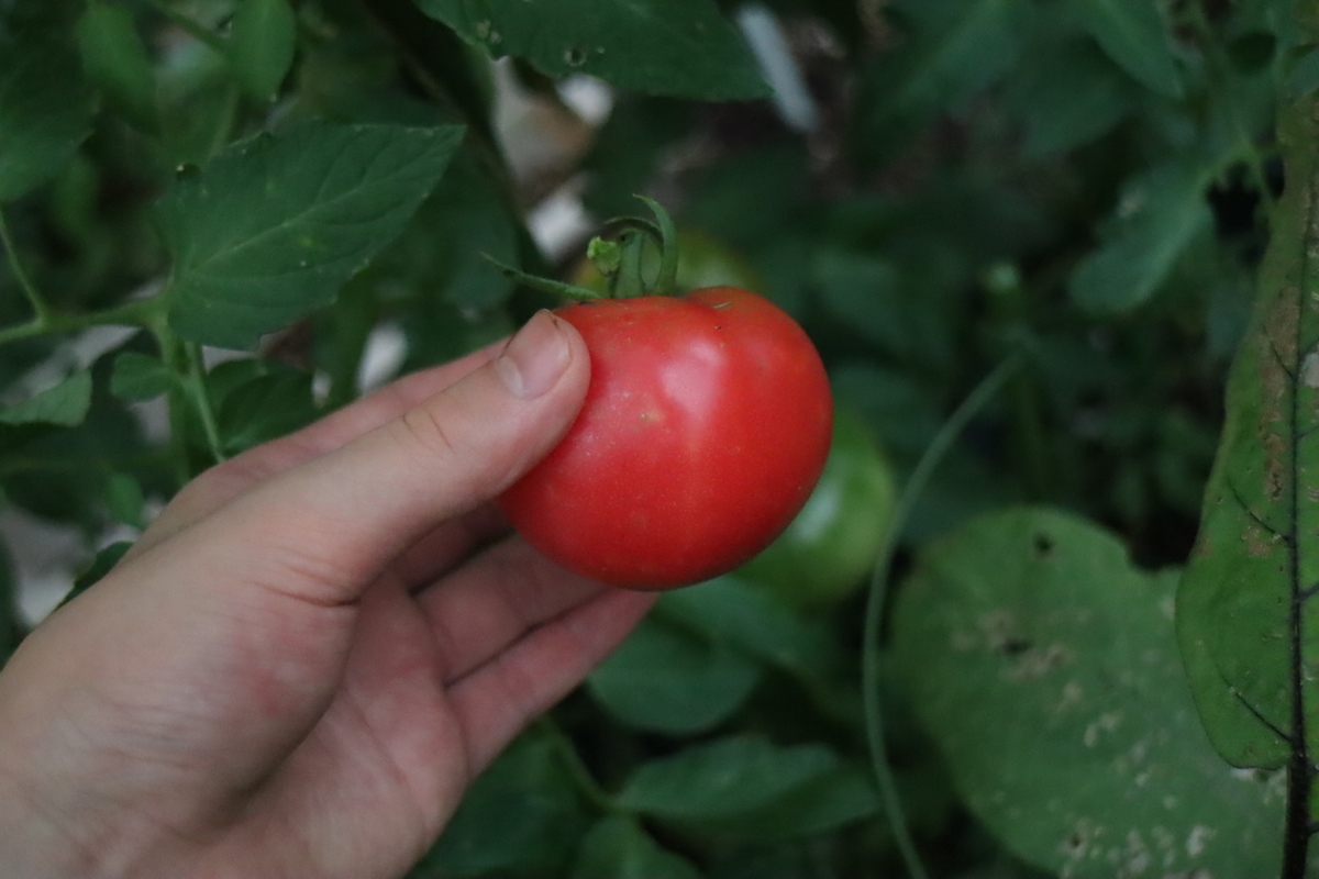f:id:tomato_1:20200706012454j:plain