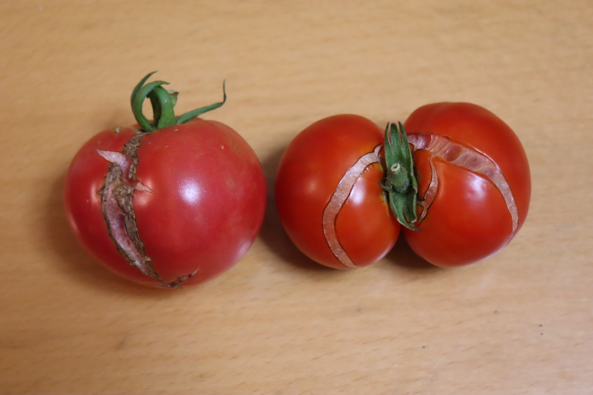 f:id:tomato_1:20200706012756j:plain