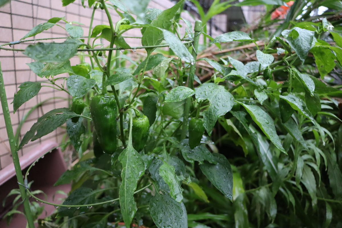 f:id:tomato_1:20200714000211j:plain f:id:tomato_1:20200714000211j:plain