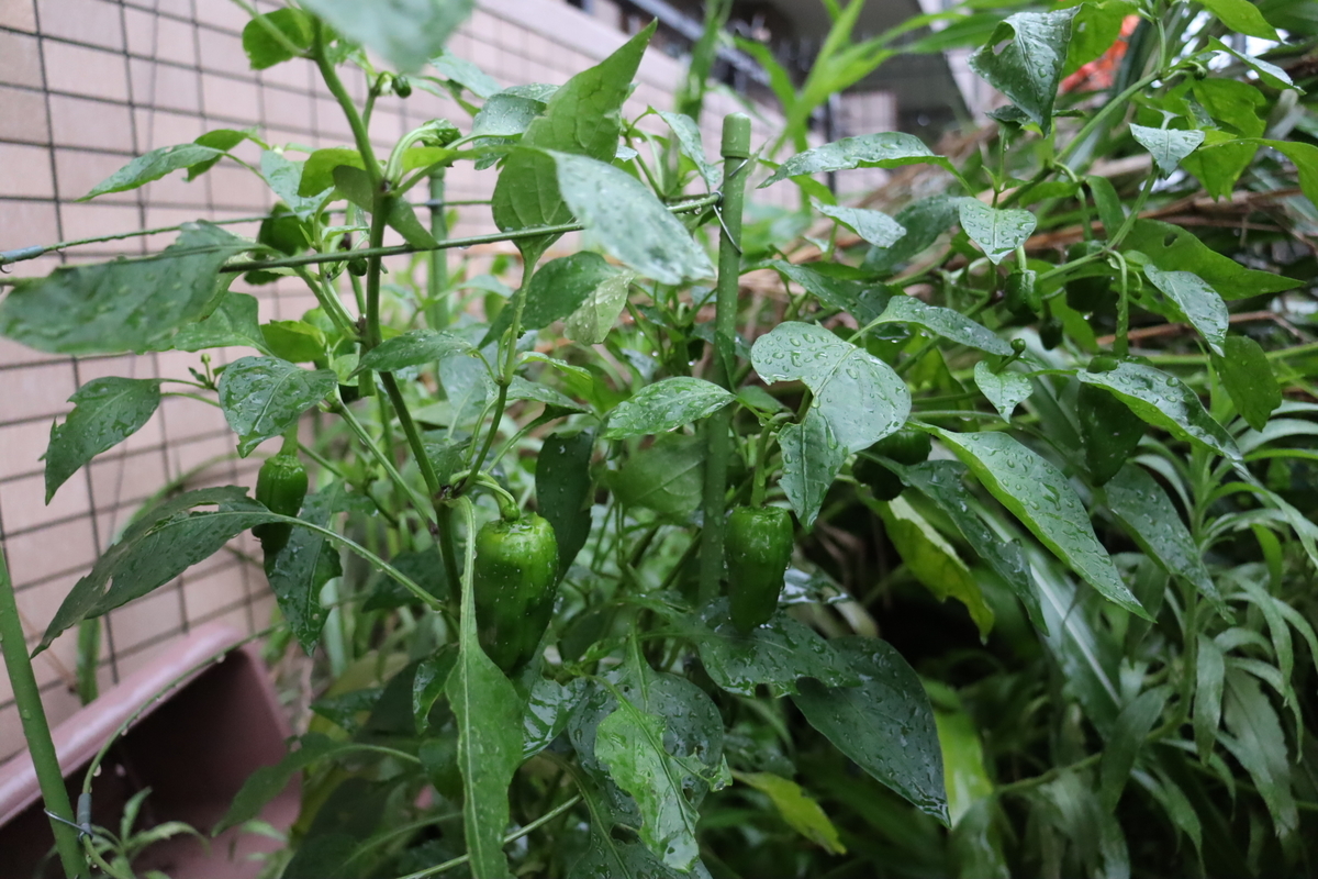 f:id:tomato_1:20200714000319j:plain