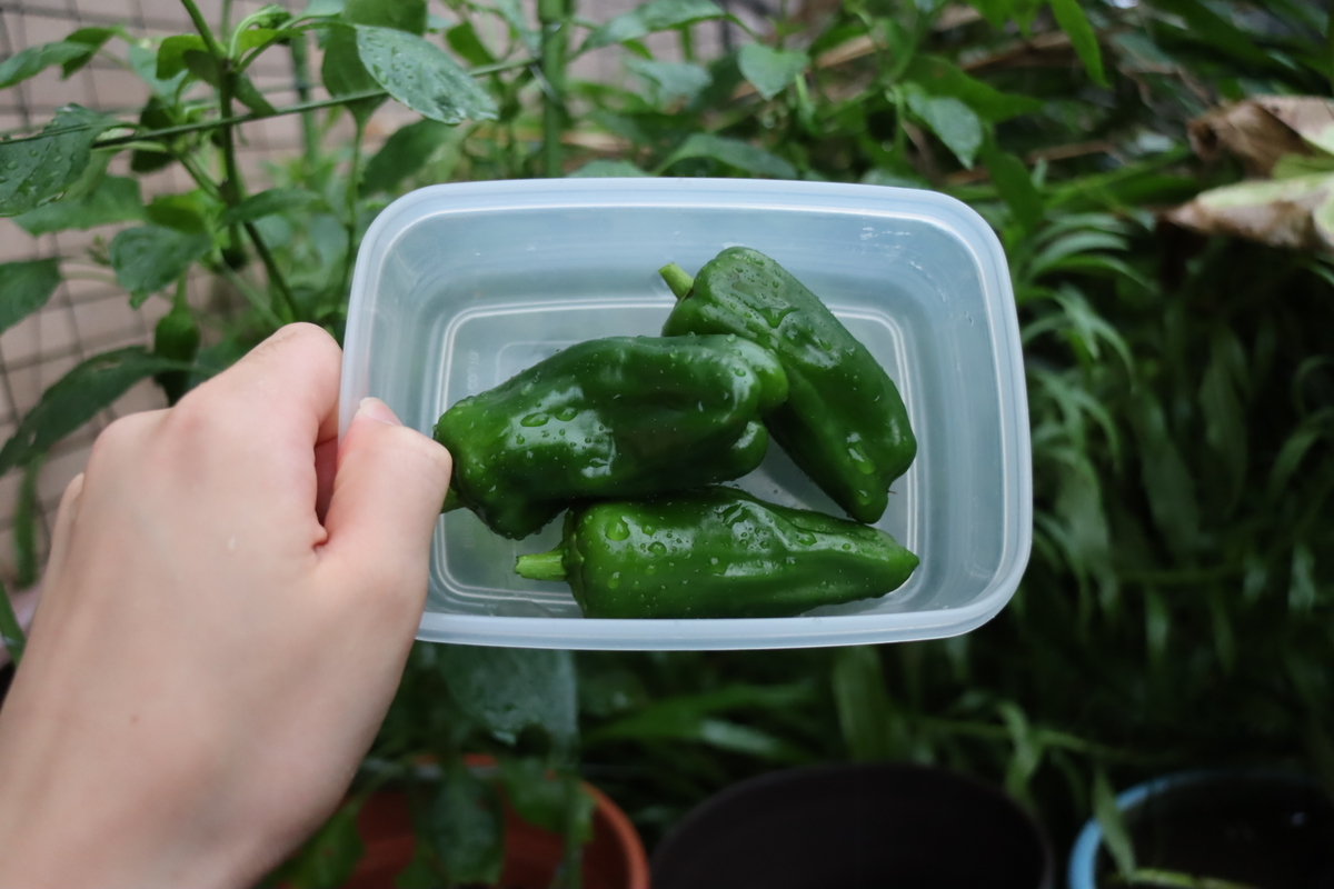 f:id:tomato_1:20200714000649j:plain f:id:tomato_1:20200714000649j:plain