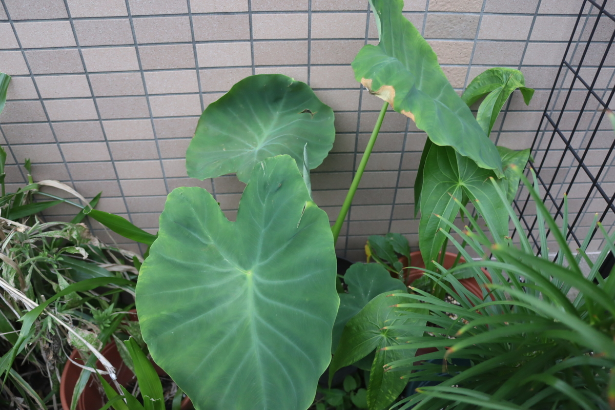 f:id:tomato_1:20200723013840j:plain