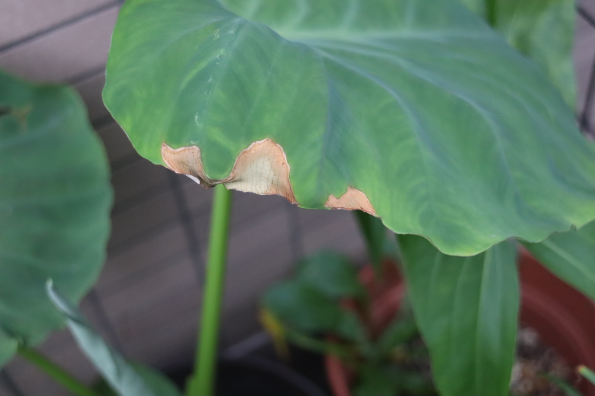 f:id:tomato_1:20200723014013j:plain