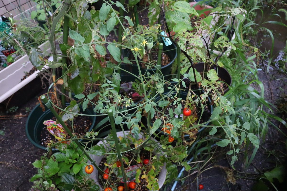 f:id:tomato_1:20200726152406j:plain f:id:tomato_1:20200726152406j:plain
