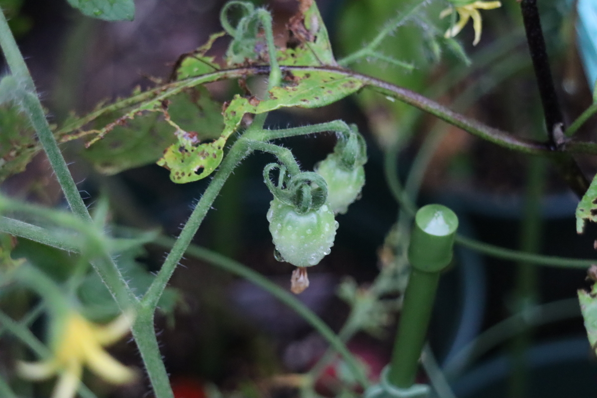 f:id:tomato_1:20200726180517j:plain f:id:tomato_1:20200726180517j:plain