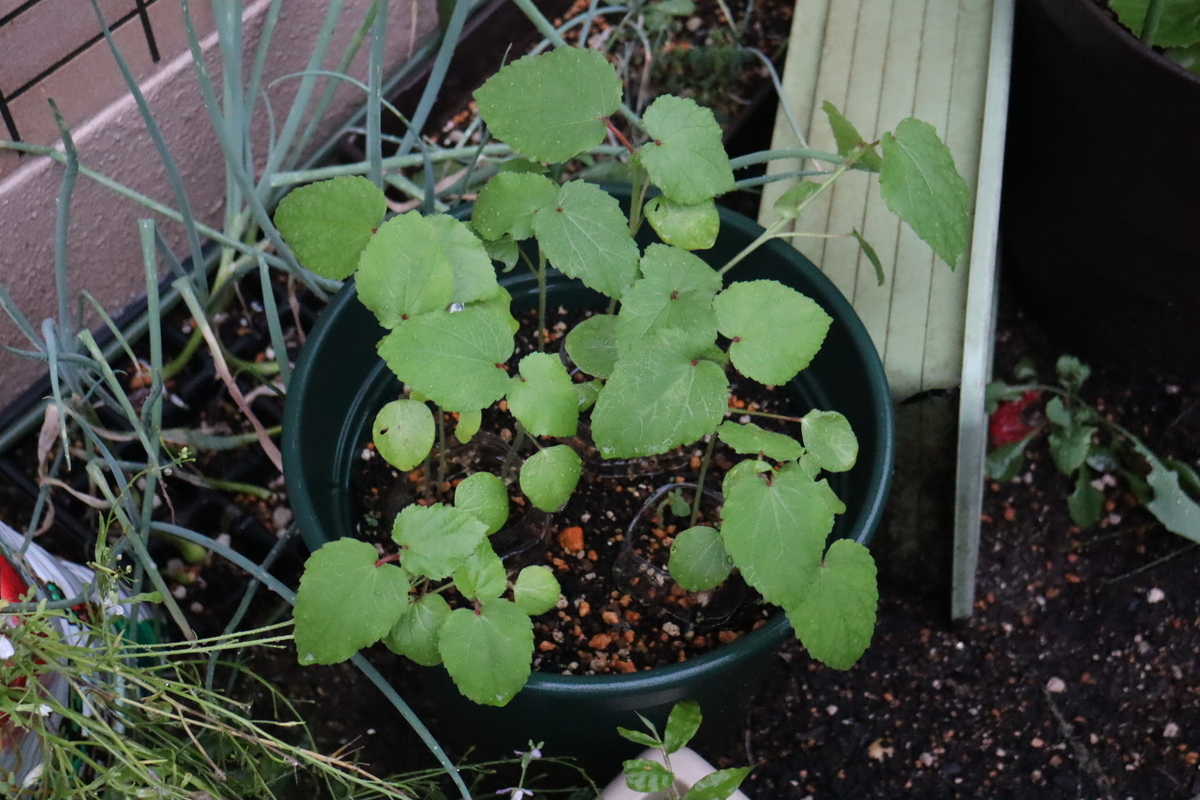 f:id:tomato_1:20200726181015j:plain f:id:tomato_1:20200726181015j:plain