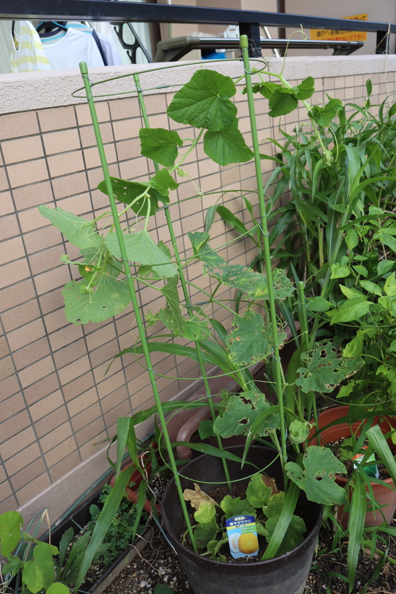 f:id:tomato_1:20200810022815j:plain