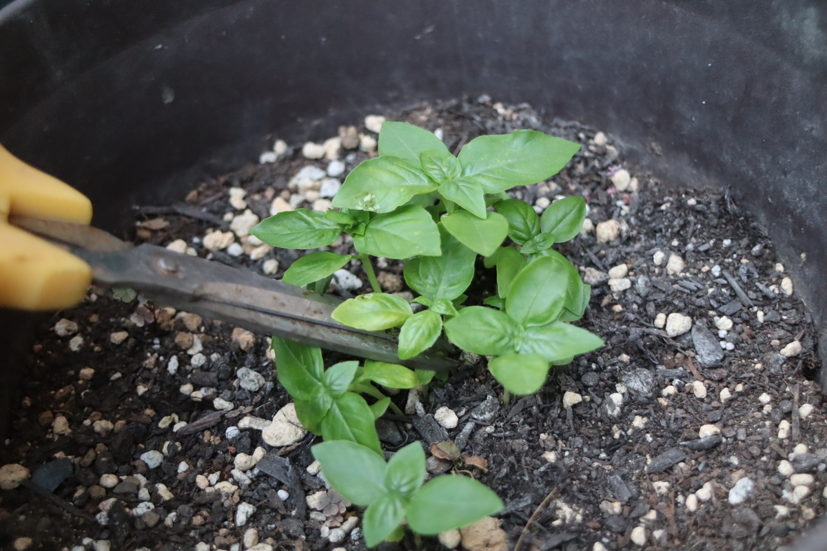 f:id:tomato_1:20200820022717j:plain f:id:tomato_1:20200820022717j:plain