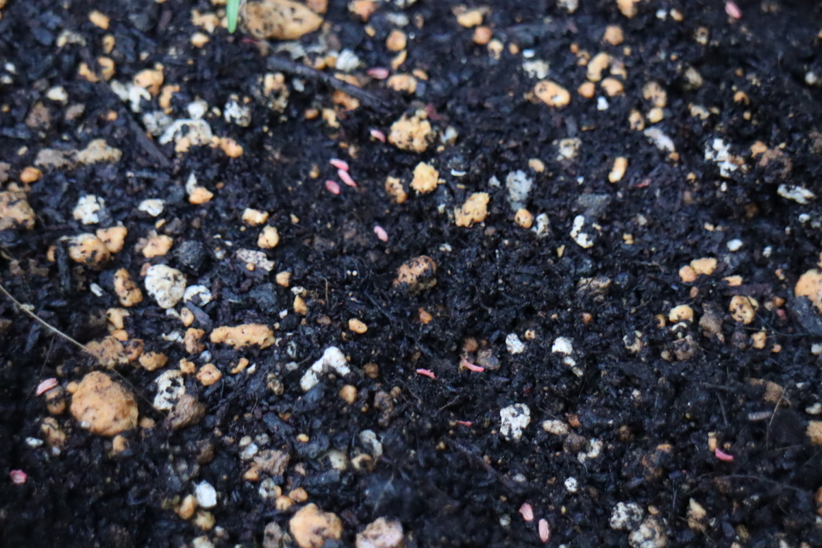 f:id:tomato_1:20200822024955j:plain