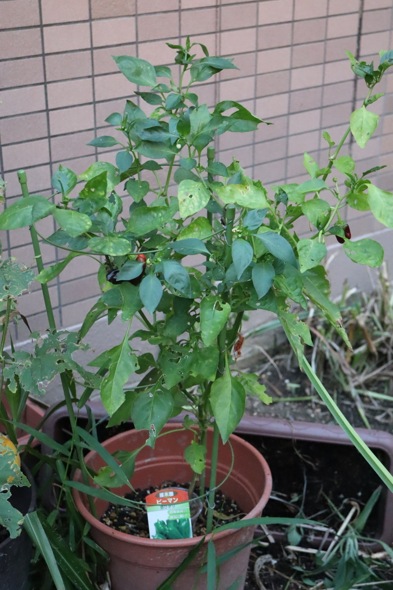 f:id:tomato_1:20200828022009j:plain