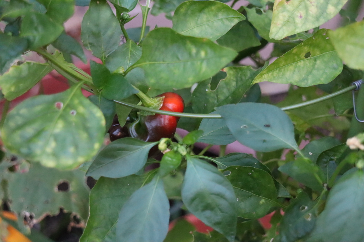 f:id:tomato_1:20200828022023j:plain