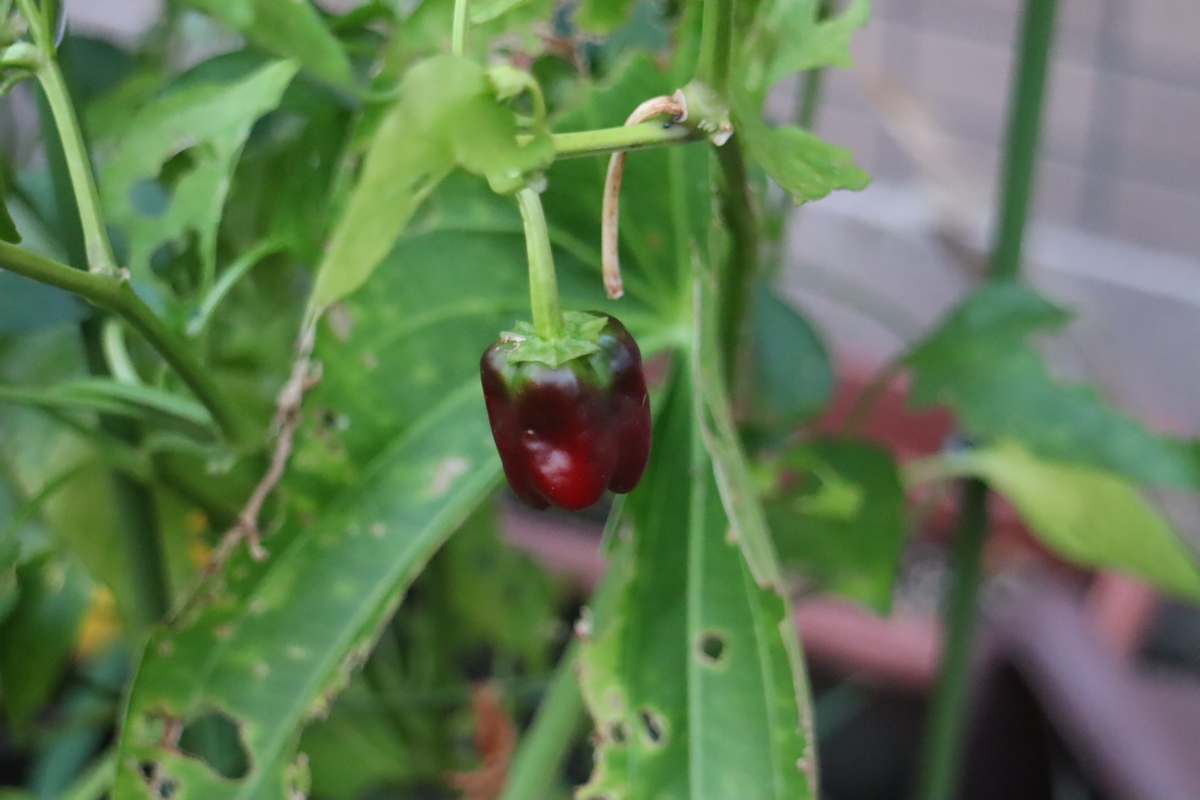 f:id:tomato_1:20200828022034j:plain