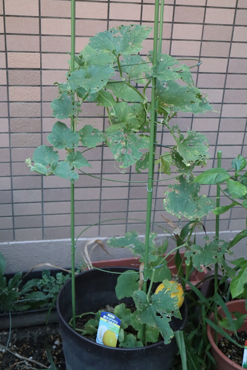 f:id:tomato_1:20200828022749j:plain