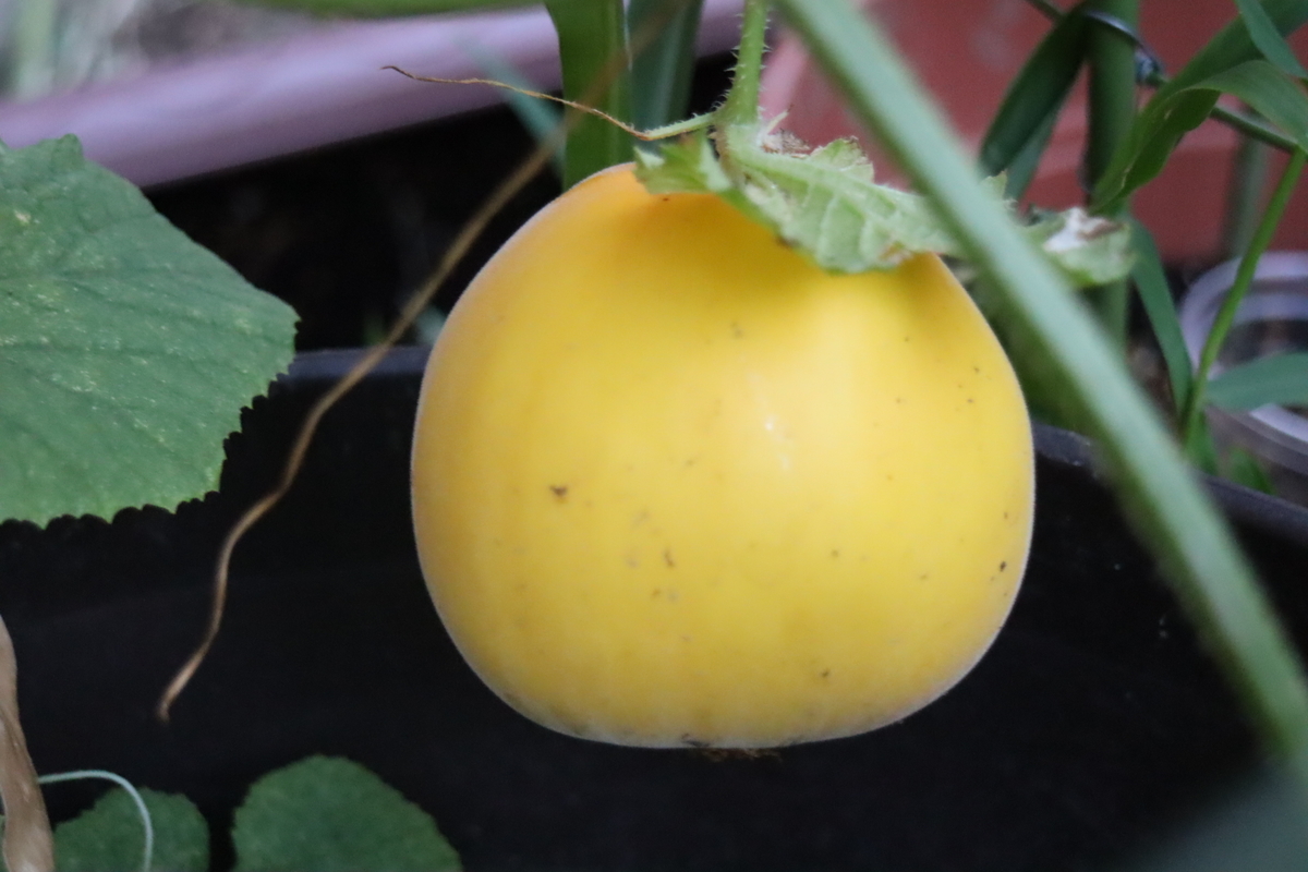 f:id:tomato_1:20200828022950j:plain