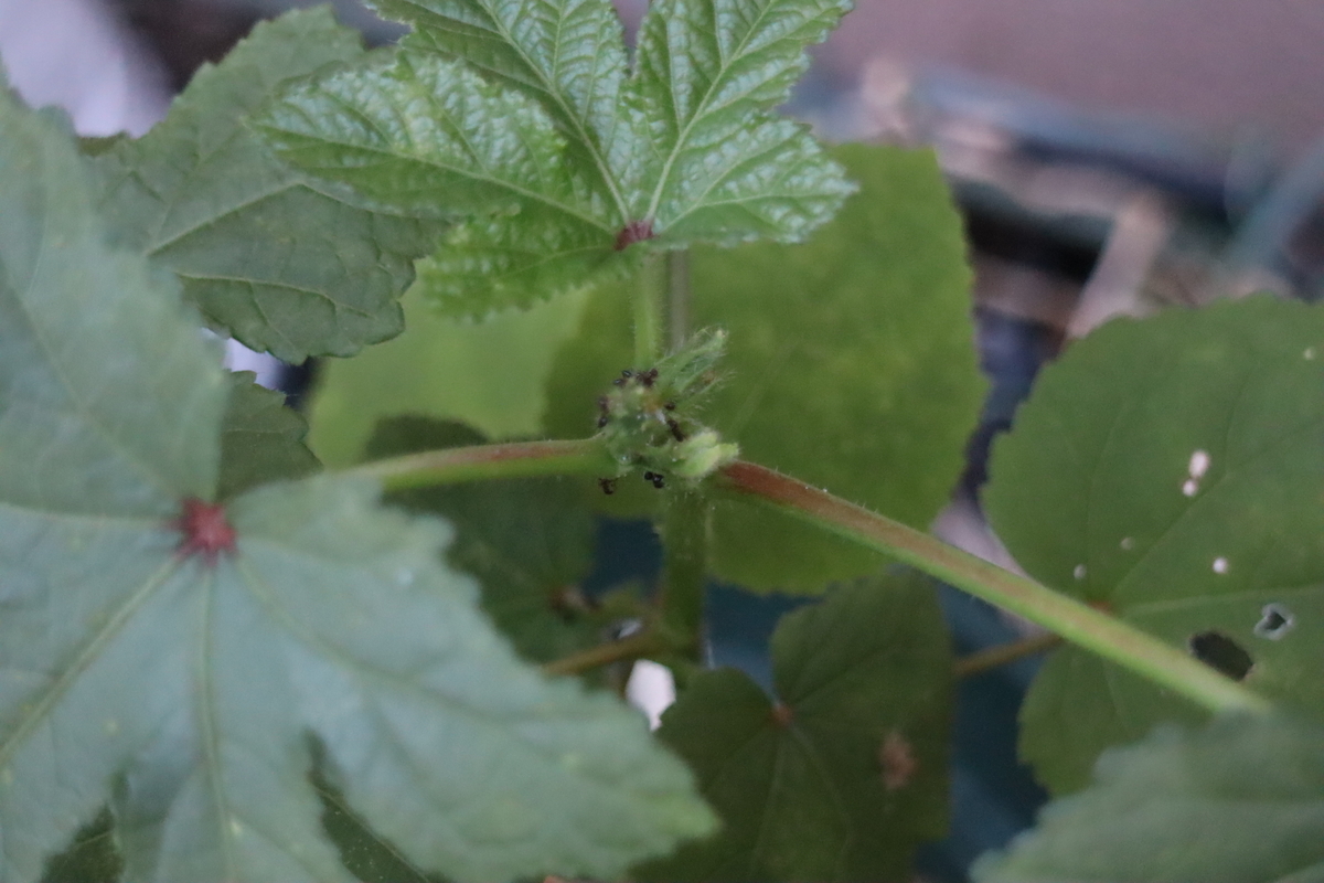 f:id:tomato_1:20200829032005j:plain