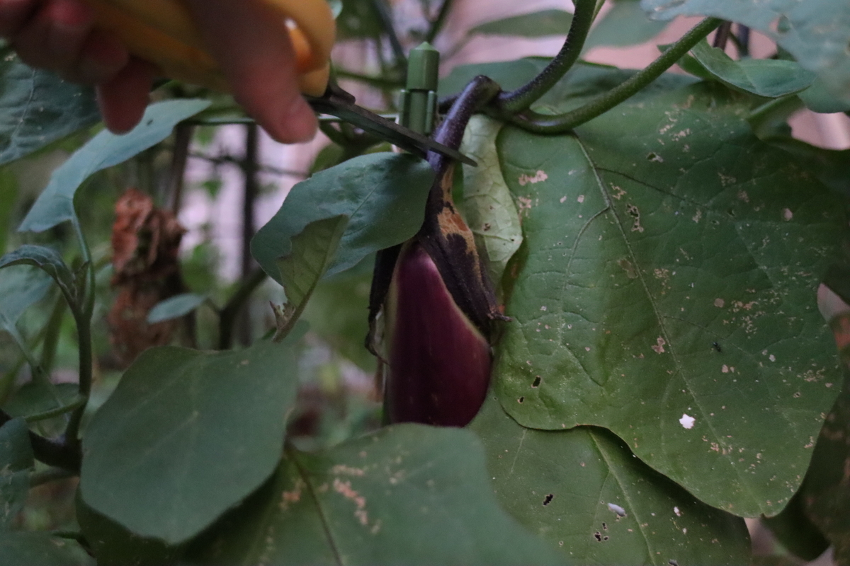 f:id:tomato_1:20200830004740j:plain f:id:tomato_1:20200830004740j:plain