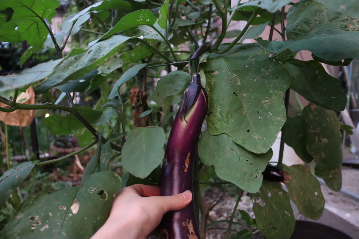 f:id:tomato_1:20200830004754j:plain f:id:tomato_1:20200830004754j:plain