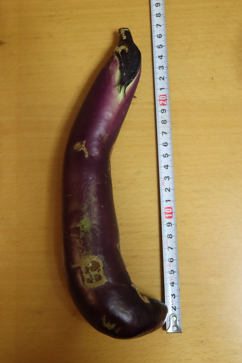 f:id:tomato_1:20200830005517j:plain f:id:tomato_1:20200830005517j:plain